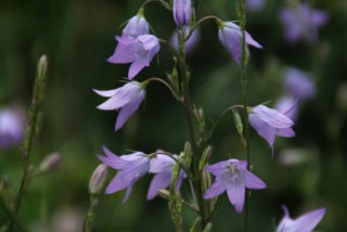 Campanula rapunculusRapunzelklokje bestellen